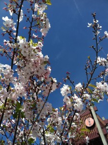 Japanese Cherry Blossom Festival, showing Japanese cultural traditions