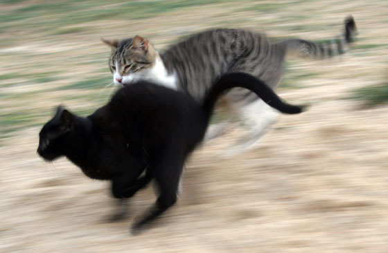 cat chasing off another cat, illustrating a sense of curiosity about recent cat research