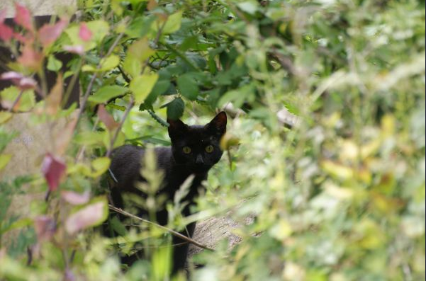 hunting cat, showing a sense of curiosity about recent cat research