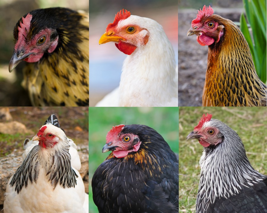 10 Fine-Feathered Reasons to Keep Backyard Chickens | OIC Moments