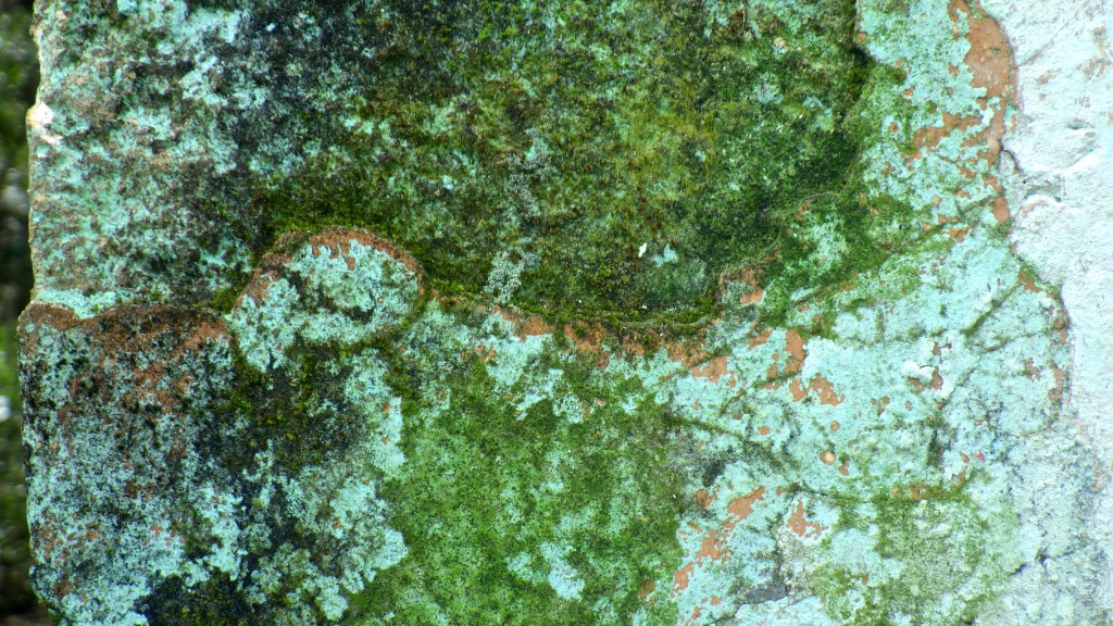 Green moss growing on a Mayan wall in Quintana Roo, Mexico, is an artwork of decay that makes you see things differently. (image © Eva Boynton)