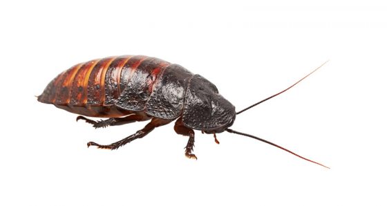 Madagascar hissing cockroach, a gift for Valentine's Day that defies cultural traditions. (Image © Lenkusa/iStock.)