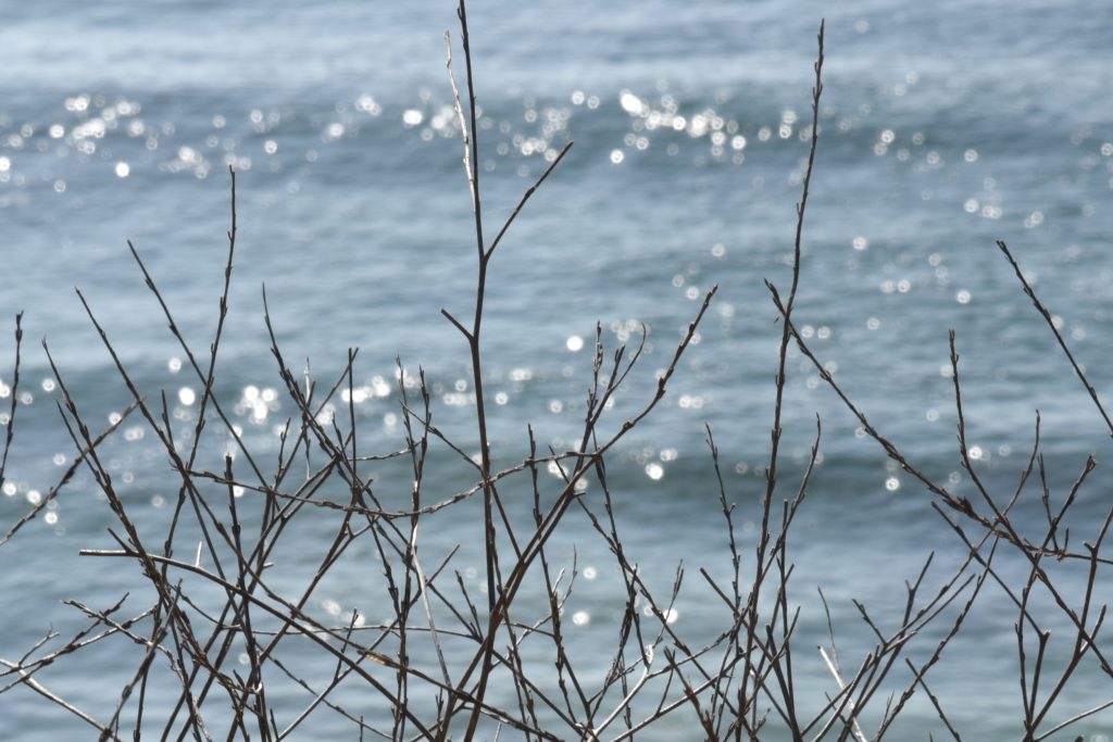 Branches with waves in the background near the Big Sur New Camaldoli Hermitage, a place for seeking silence and challenging the cultural traditions of Labor Day. (Image © Meredith Mullins.)