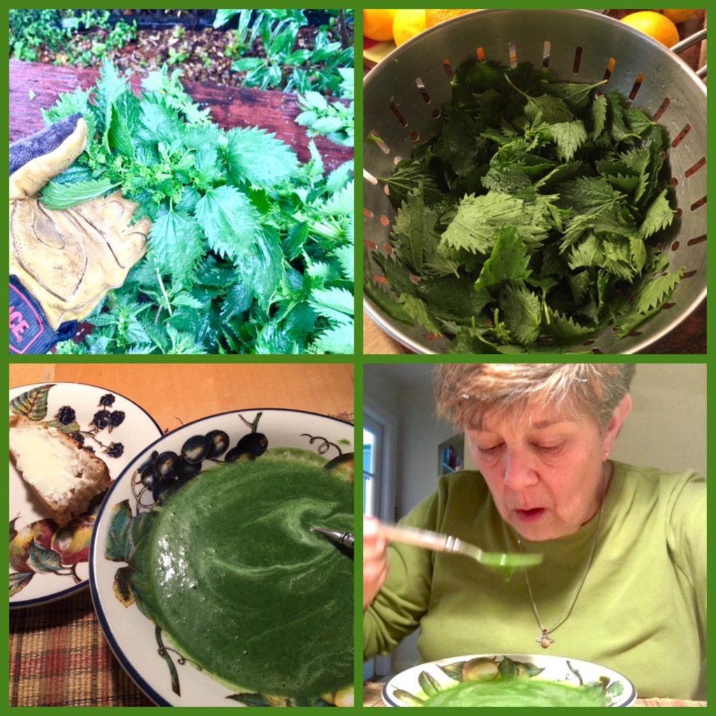 A collage about nettle soup reflects how ancient cultural tradtions are helping us weather the current pandemic under lockdown. (Image © Julie Lovejoy) (Image © Julie Lovejoy)